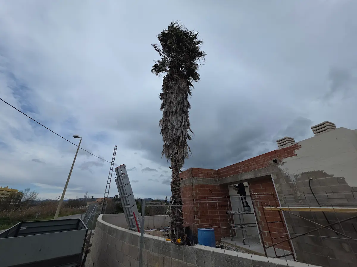 Antes poda palmera